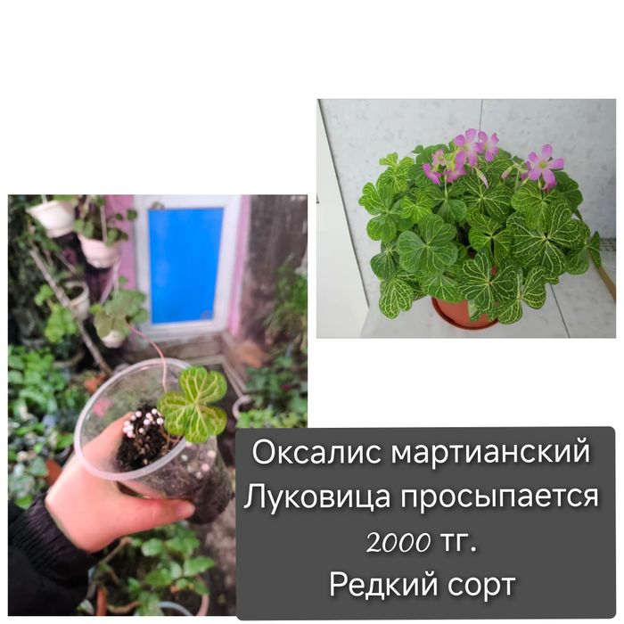 Спатифиллум сплит Милк пролитое молоко split milk