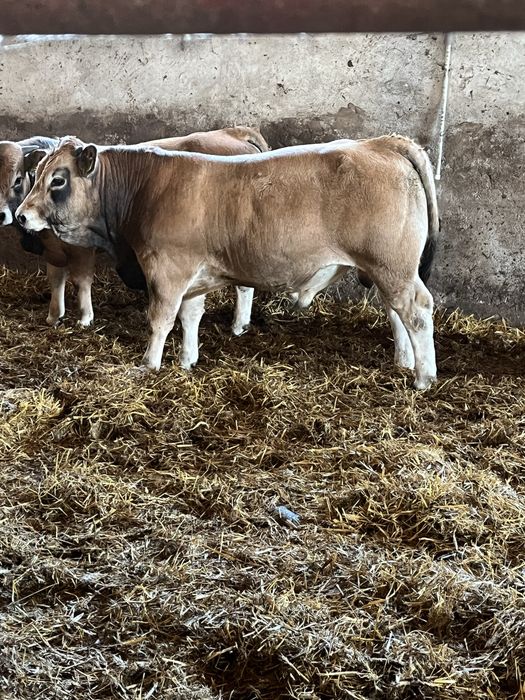 Vant tauri / vitei de carne  Aubrac
