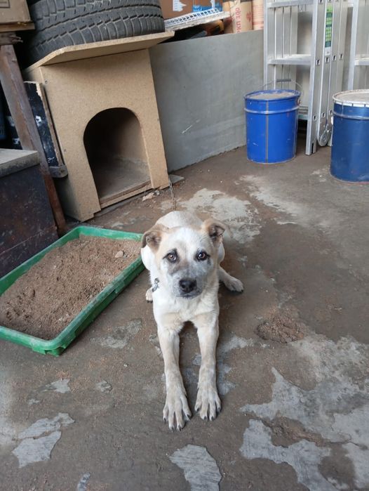 Отдадим собачку, девочку