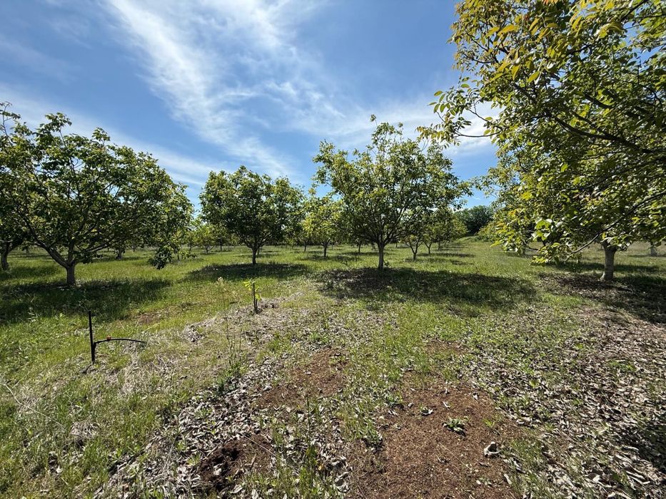 Продава се Земеделски имот в Перущица -  кв.м за 2307 €/дка - Снимка #13