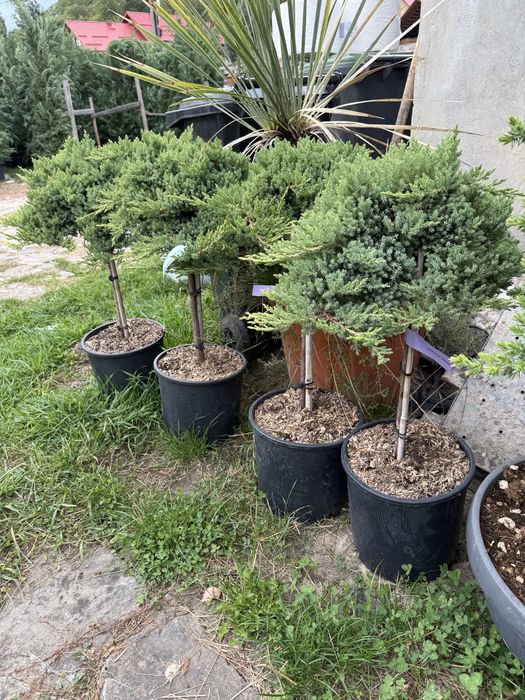 Bonsai cedru maslin enuperi canadieni sau tarator cryptomenia japonica glob tija din goldrider sau arizonica
