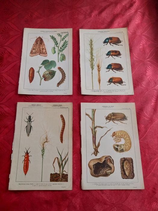 Colecție de planșe botanice și zoologice Vintage.