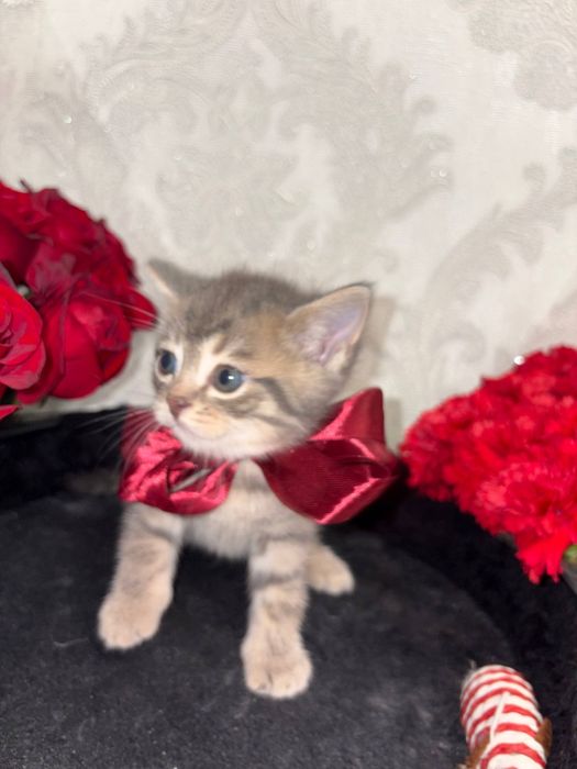 Продаётся котята