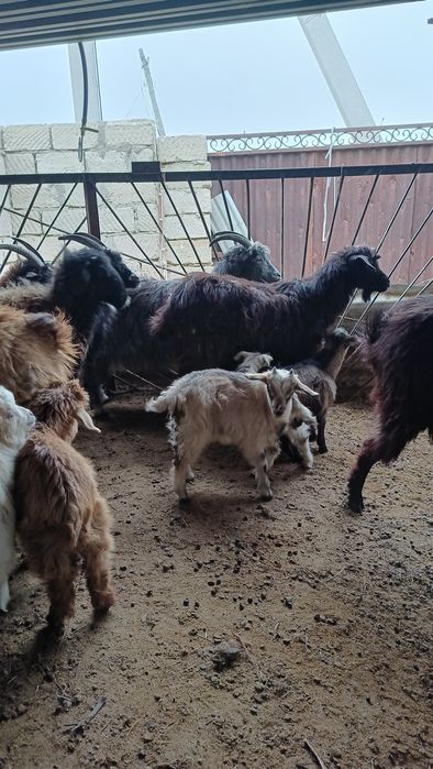 Лақты ешкілер сатылады.