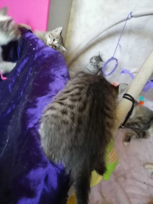 Счастье? или ОБЫЧНЫЙ Котенок?