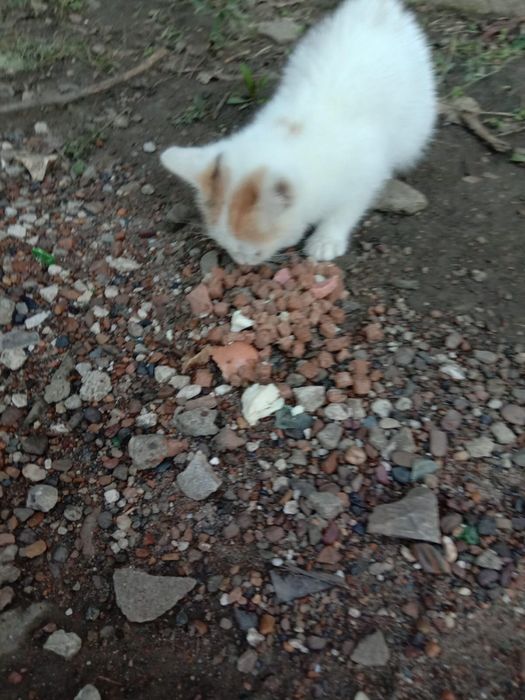 Котенок девочка в добрые руки