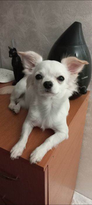 Чихуахуа ищет подружку