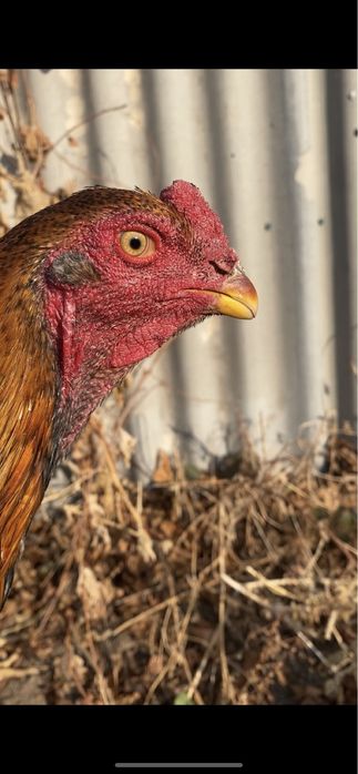 Дакан бойцовая птица