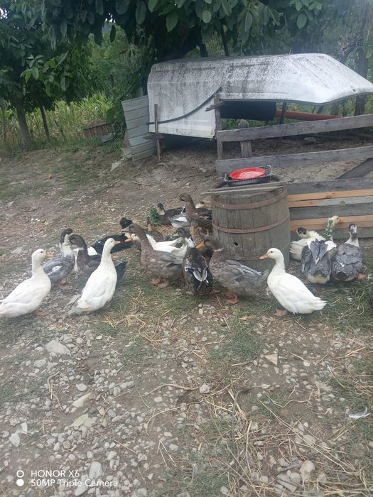 Rațe pentru carne mari si mici de vanzare