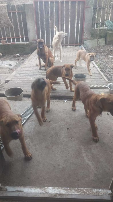 donez cateii 4 luni metisi  ciobanesc Malinois belgian