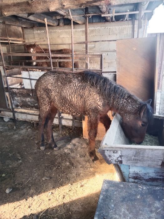 Тай сатамын семиз сентябртдан бери тұр