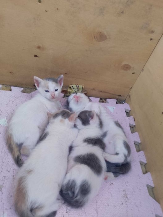 Подарявам малки котенца