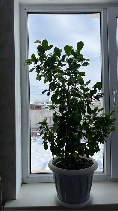 Комнатные растение