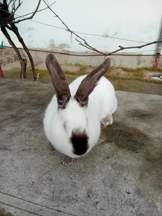 Uriaș de Transilvania tineret si adulți