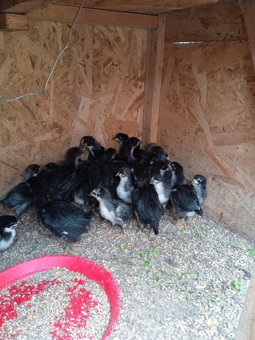 Australorp negru sí albastru