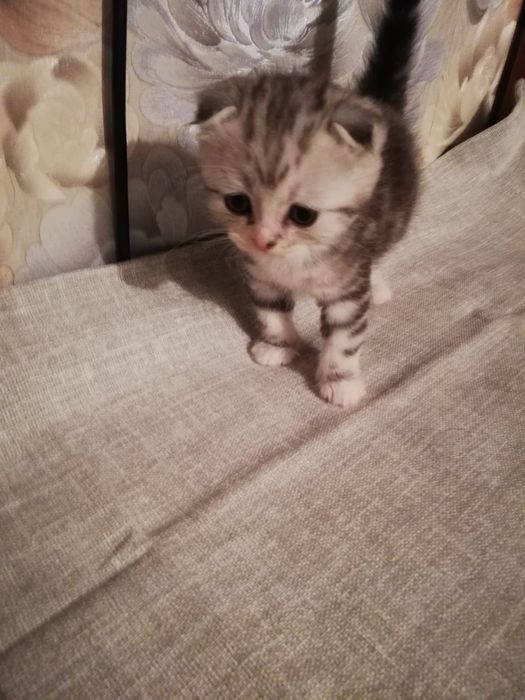 Котенок мальчик, вислаушка