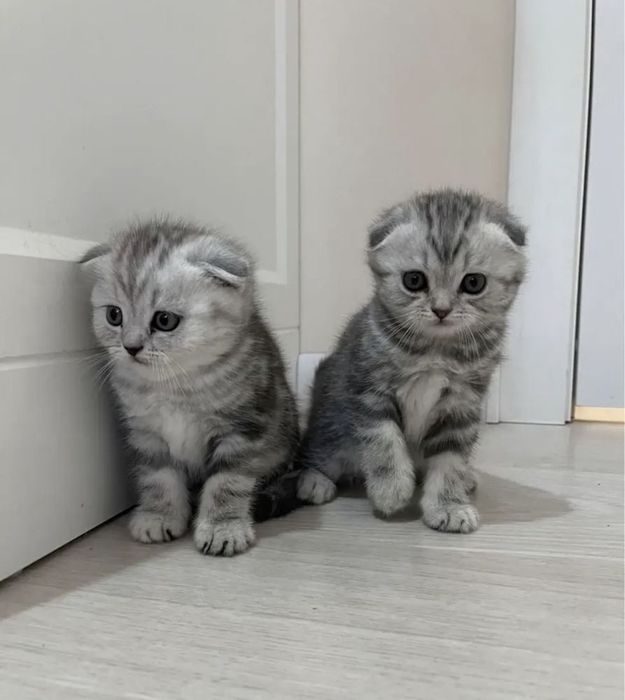 Шотландские Вислоушки