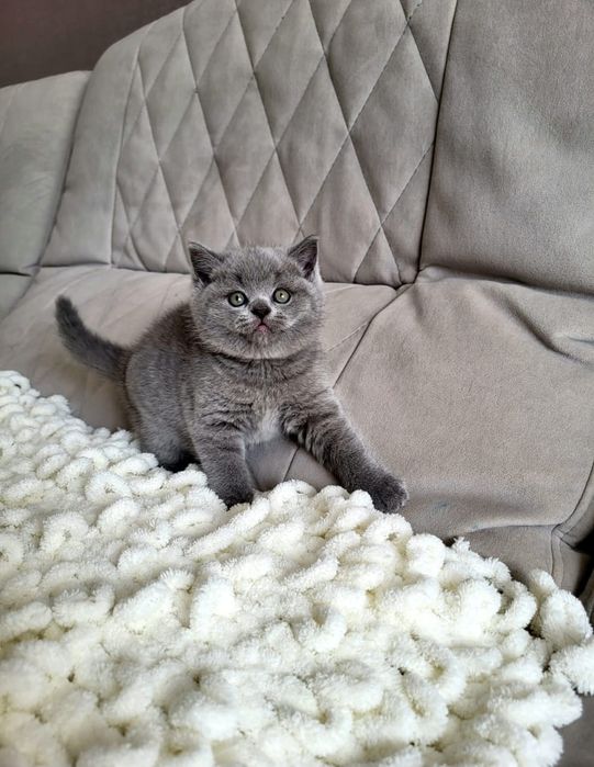 Британский малыш