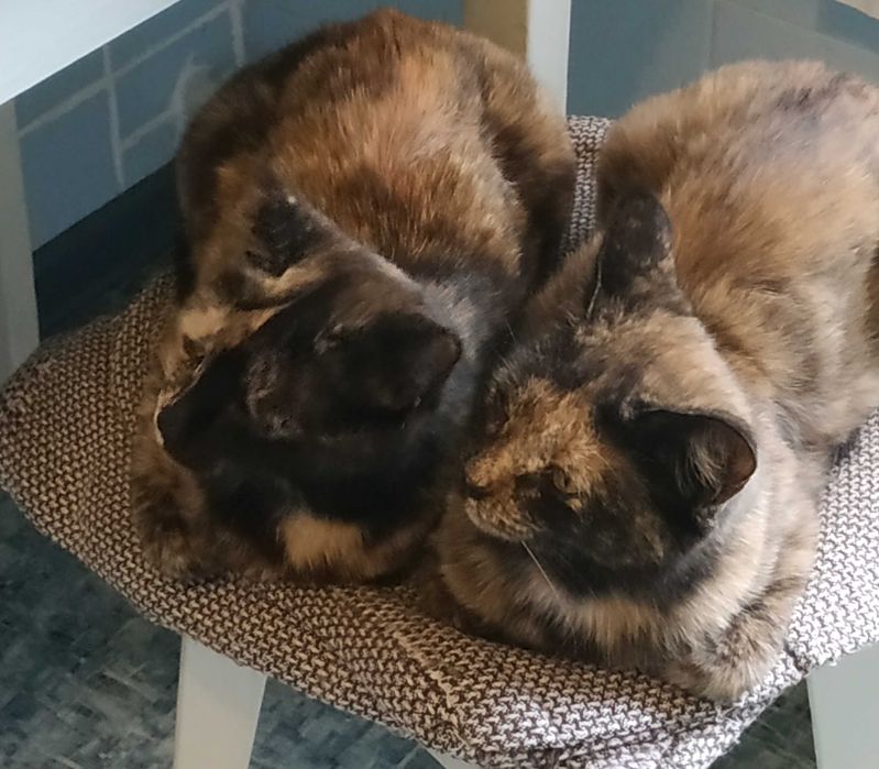 Ласковые кошечки в добрые руки