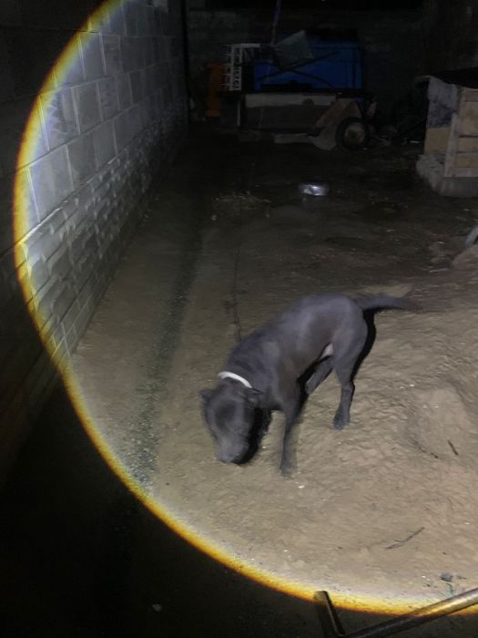 Пидпул собака сатылады