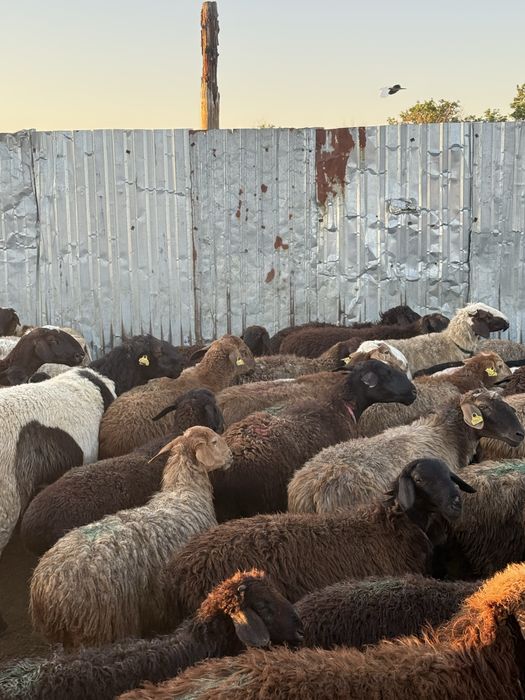 Продам баран в шахтинске