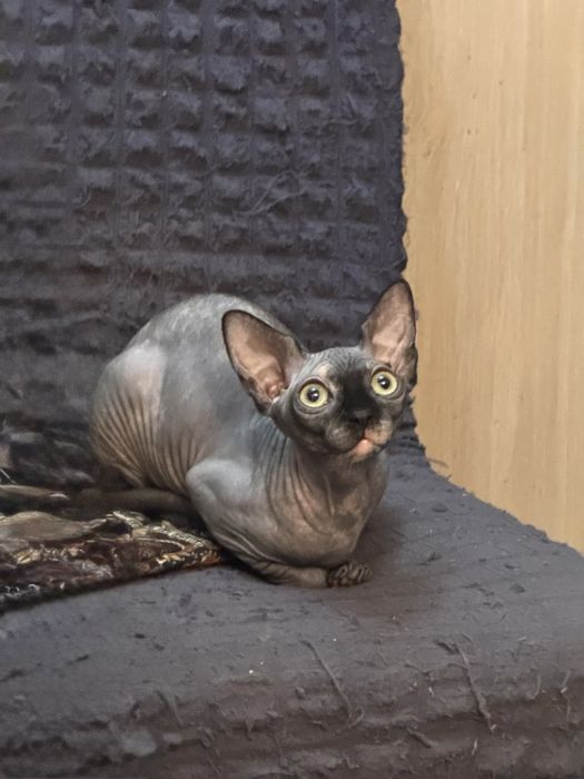 Майские скидки!! Канадка сфинкс, девочка