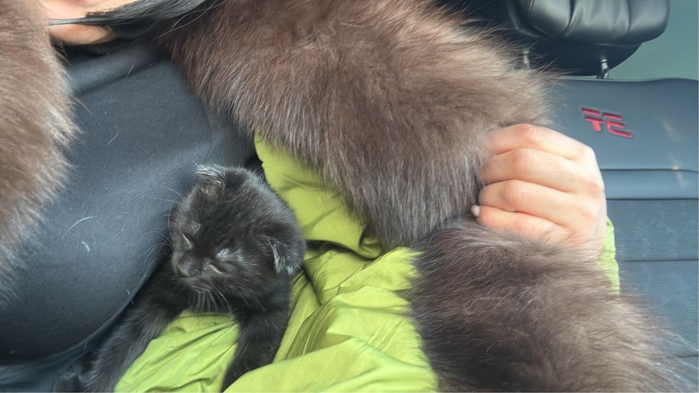 Продам котенка 2 месяца