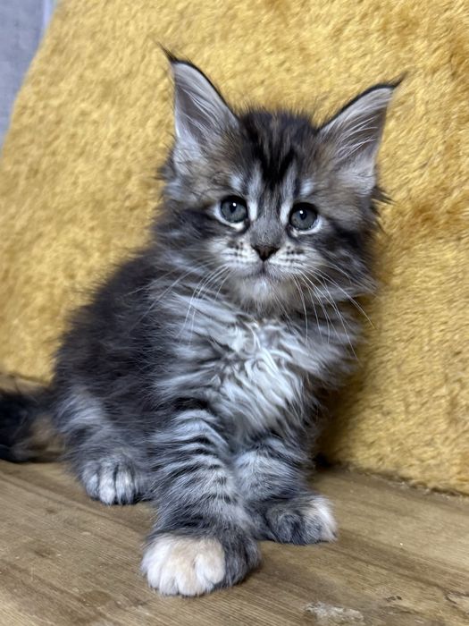 шикарные котята мейнкуны