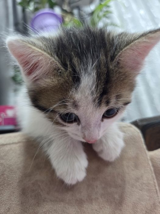 Отдам котика даром