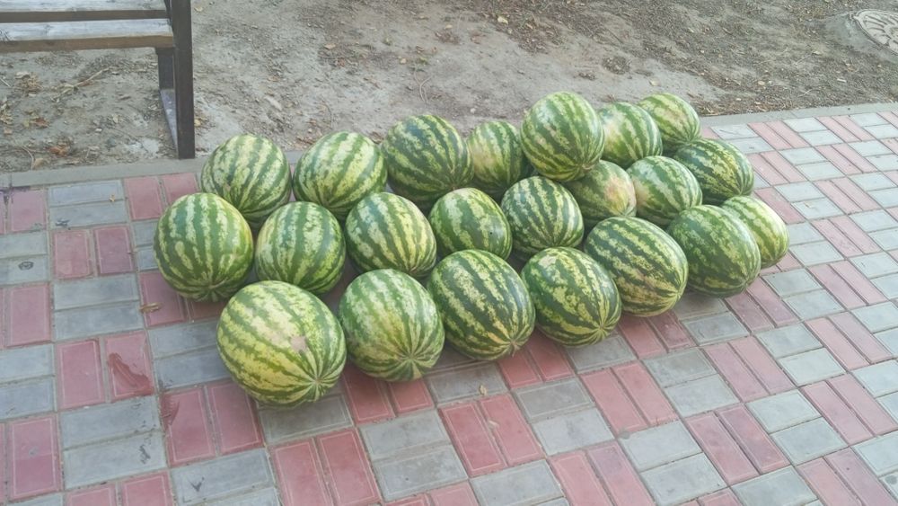 Арбуз местный дәмі өтее зор