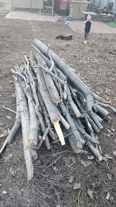 Дрова бесплатно  даром