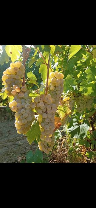 Struguri de vin transport inclus