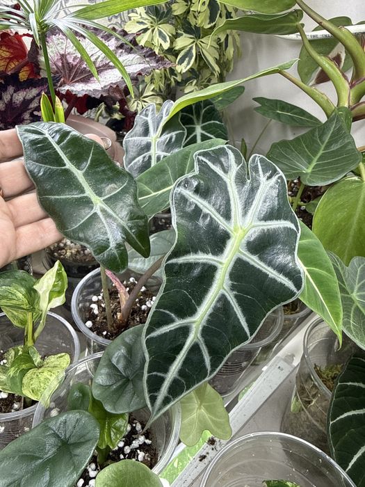 Комнатные растения.