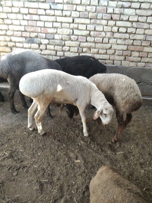 Кучкорлар сотилади