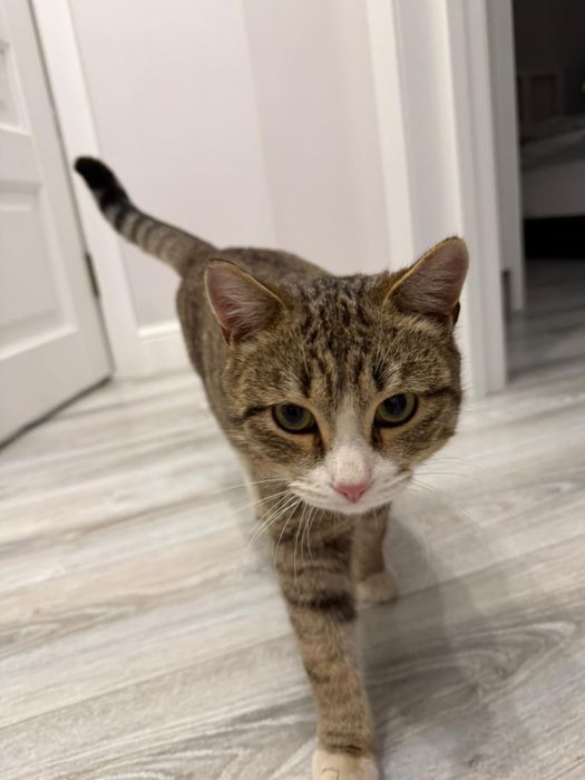 Отдам кота даром