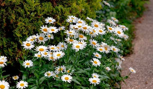 продам садовые цветы и ..