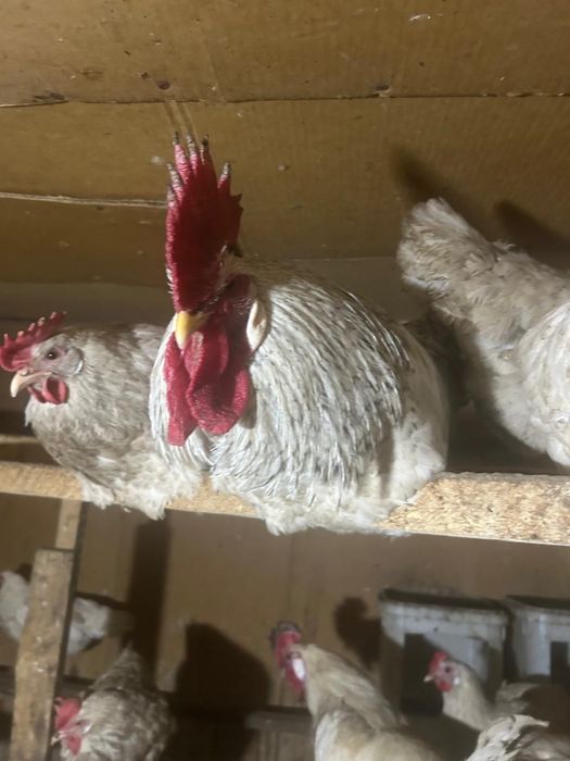 Петухи 3 петуха