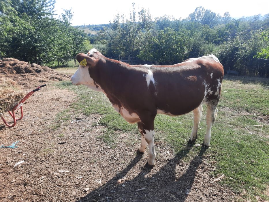 Vând vițea baltata vârstă 7 luni