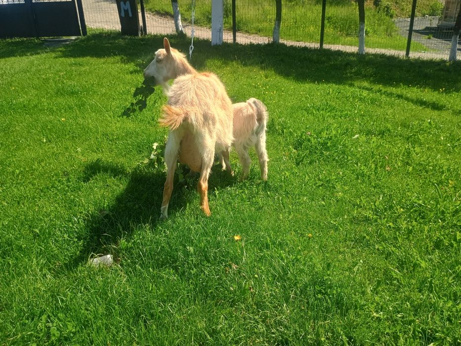 Vând capră la a doua fătare cu ieduță!