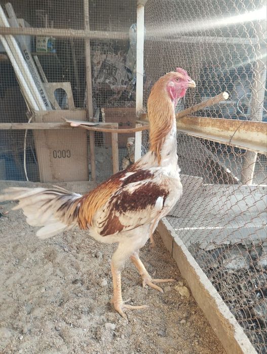 Кони тоза куланги хуроз