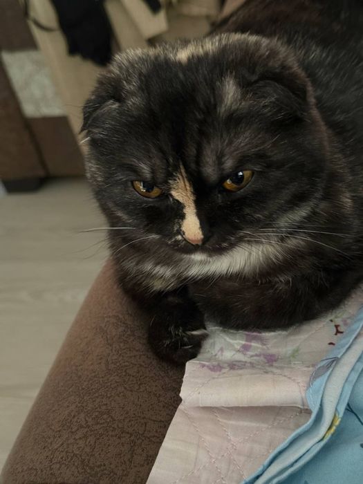 Scottish fold. 10 месяцев, девочка домашняя