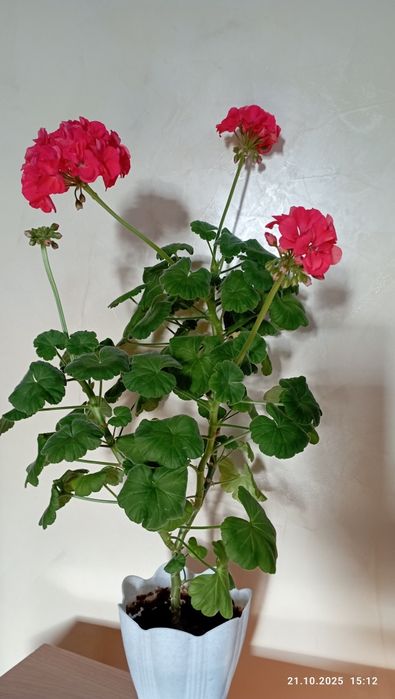 Цветы домашние.г.Астана