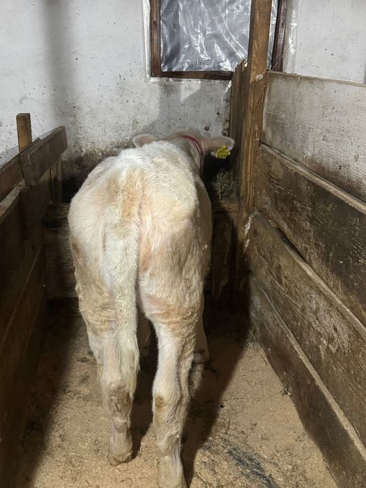 Vand vitica sau schimb cu vitel