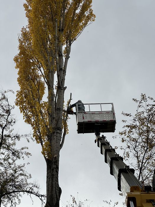 Спил ,Распил,Сруб деревьев !