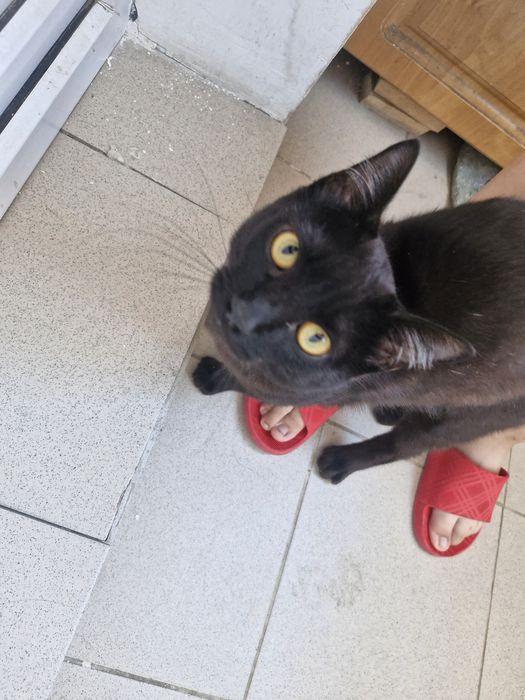Ласковый котик ищет дом