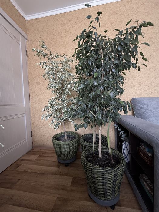 Фикусы Бенжамина.