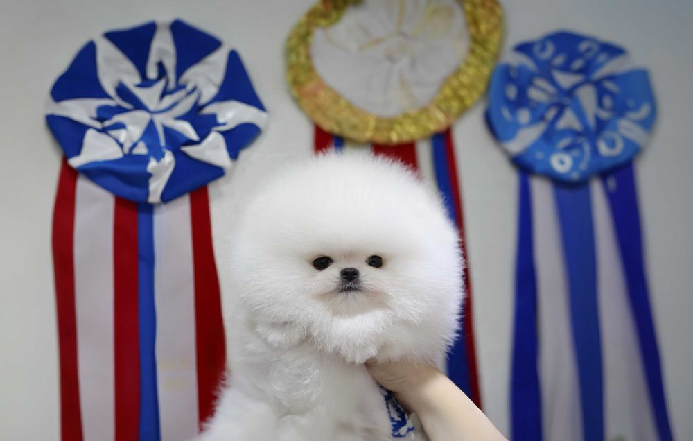 Pomeranian - Catei de  Rasa Pura - Pedigree FCI