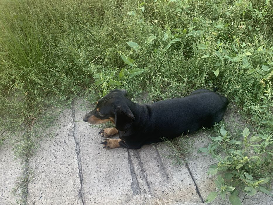 ПОТЕрялась Такса!