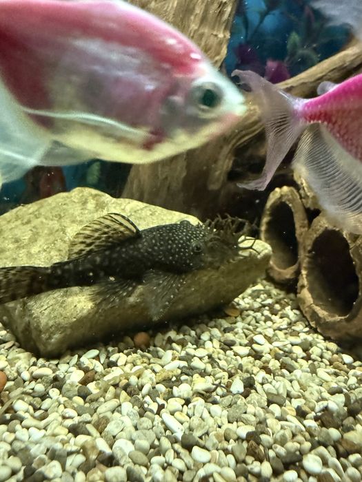 Продам аквариум с рыбками