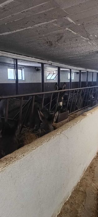 animale domestice de vanzare